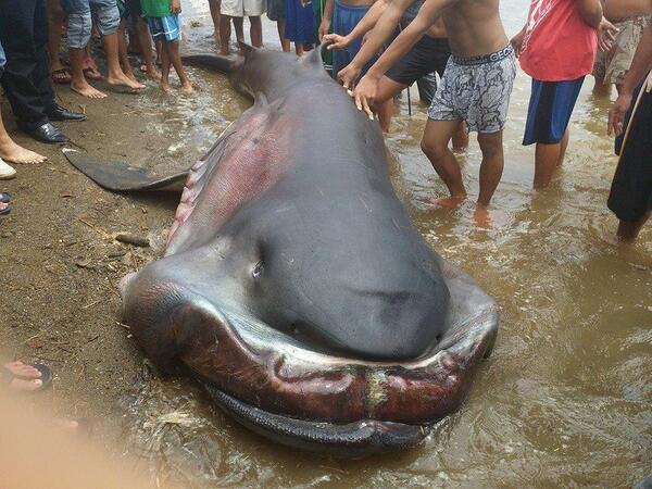 #59 caught last week in the Philippines 