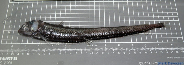 Viperfish - Chauliodus danae