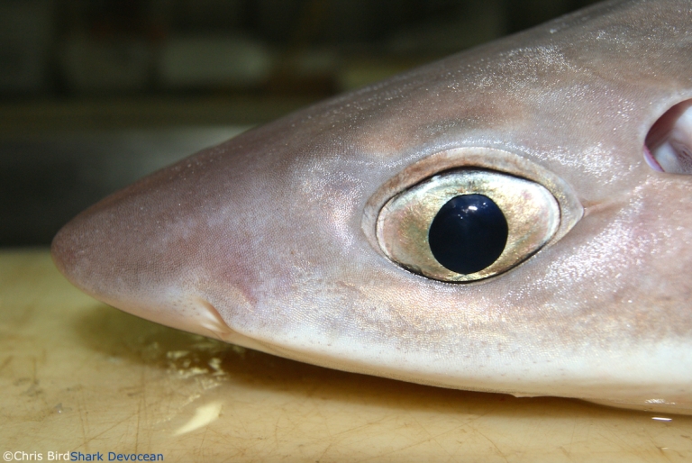 Close up of Squalus c.f. megalops head and eye