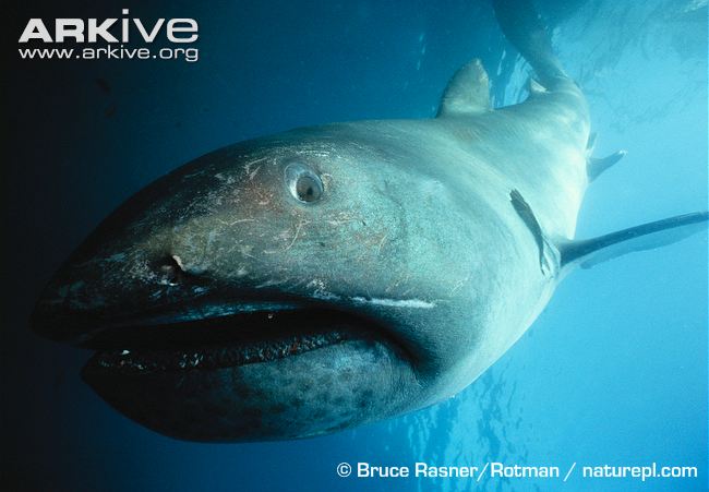 Megamouth shark photographed after release. Source: Bruce Rasner