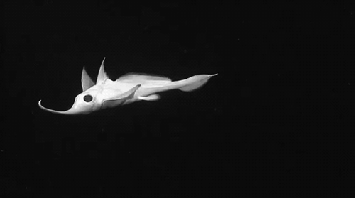 A Rhinochimera (Harriotta sp.) observed swimming in Hydrographer Canyon. GIF created from video from NOAA Okeanos Explorer Program.