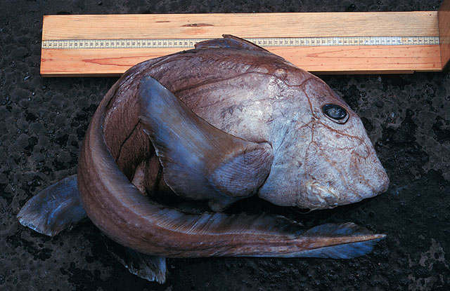 Hydrolagus pallidus (Pale chimaera). Note the relatively large head and apparent lack of gills ©Peter Wirtz/ fishbase
