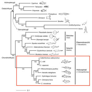 Chimaeriformes are thought to have branched off from Elasmobranchs ~420mya. Ammended figure from Inoue et al 2010