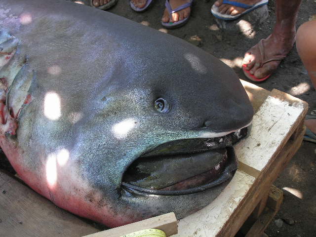The elusive megamouth shark is a large, filter feeding, deep sea shark that has only been observed about 60 times. Photo: Edward Yasay 