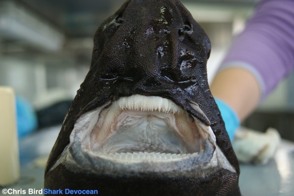 Imagine the jaws of the Portuguese shark (Centroscymnus coelolepis) raining down on you. 