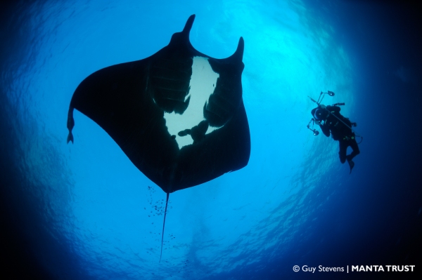 This huge oceanic manta ray dwarfs the diver. ©Guy Stevens