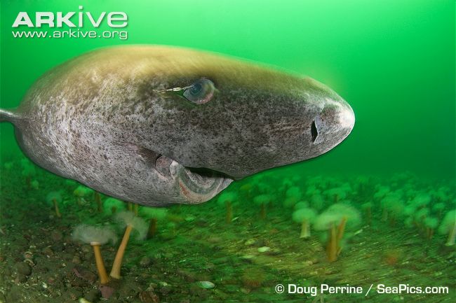Greenland sharks may be the oldest vertebrate animal alive today