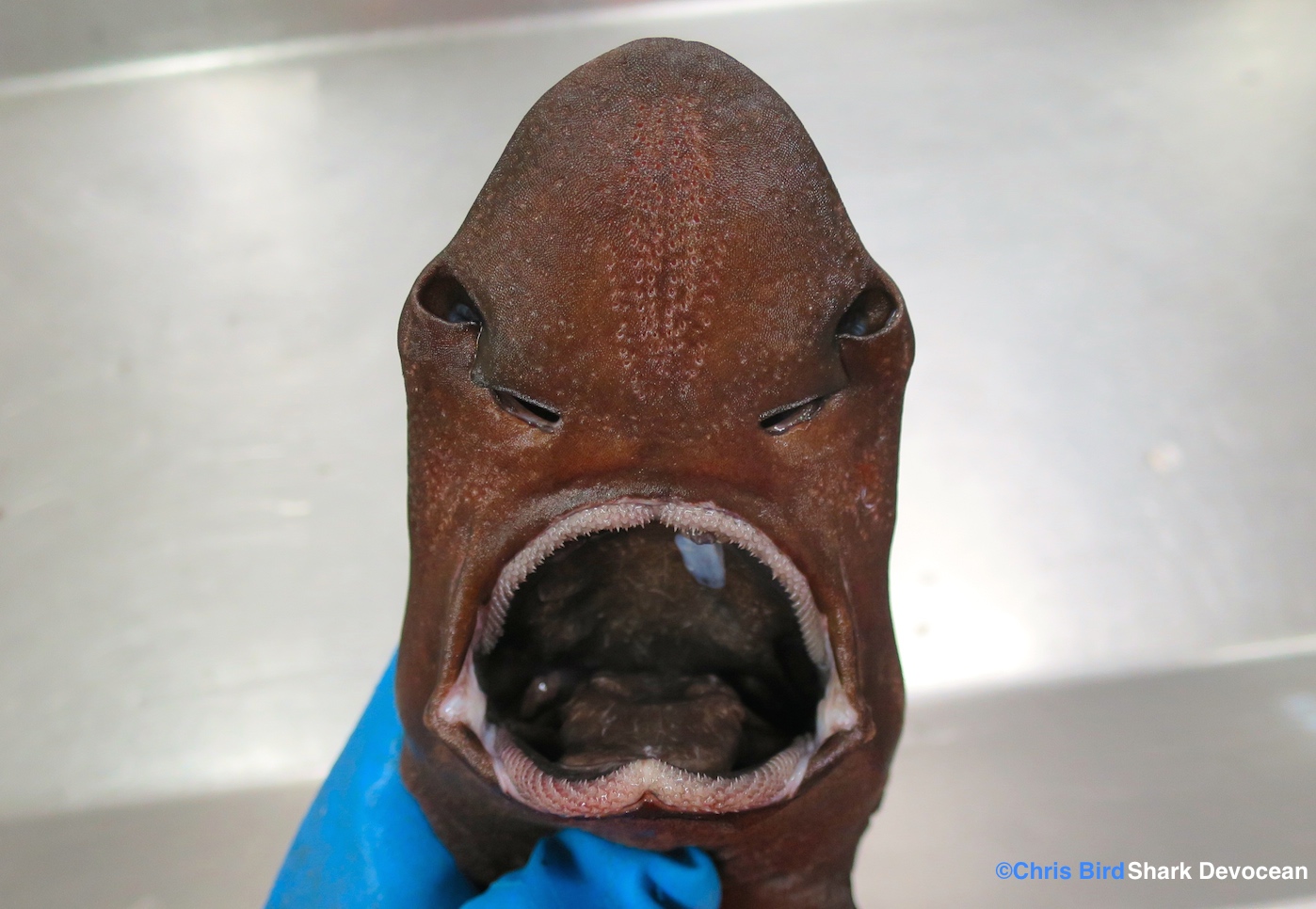 The scariest faces in the deep-sea.